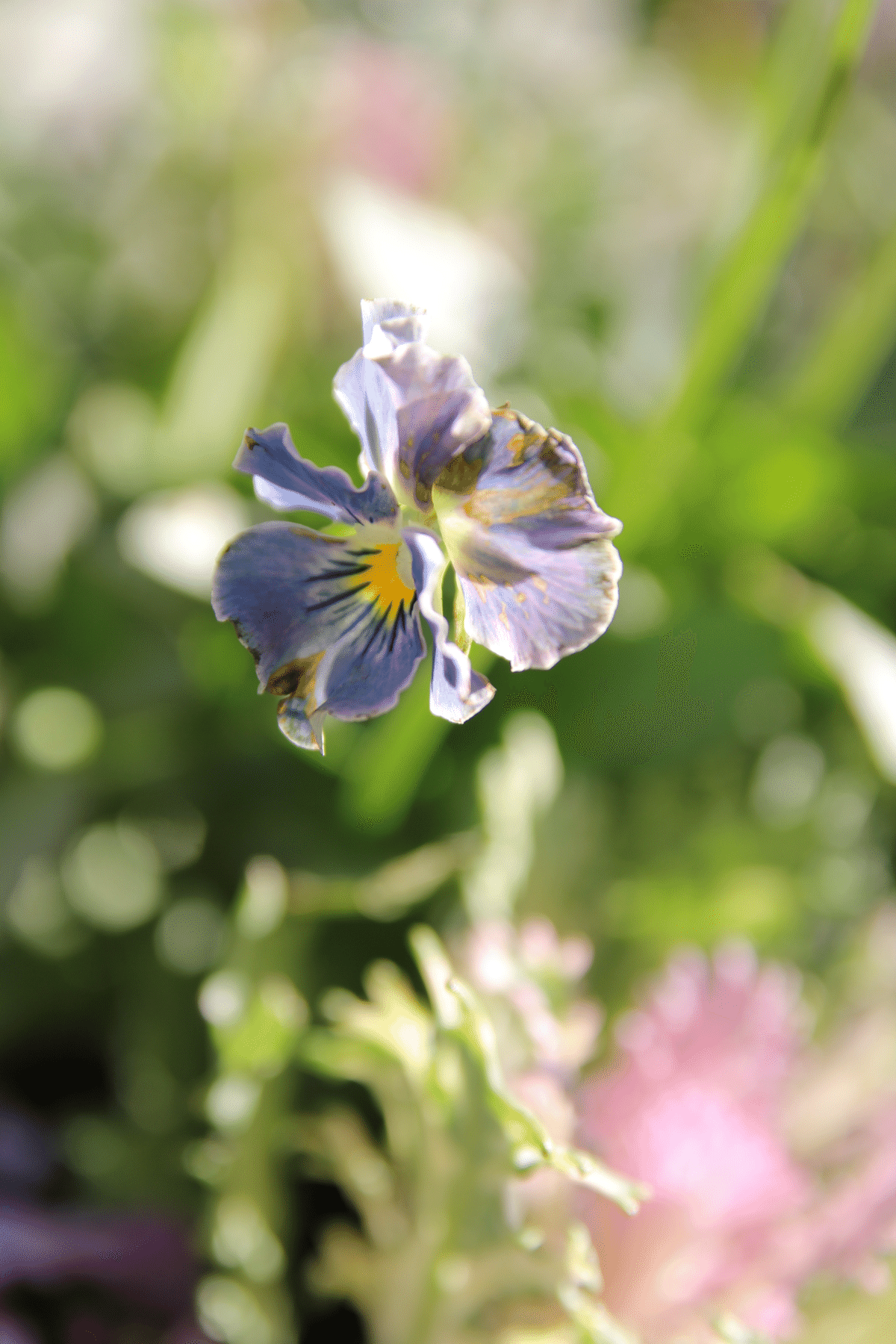 びおら様ご予約品 桂楓園 ブルーパンビオ3苗 マジックアワー パスフリ