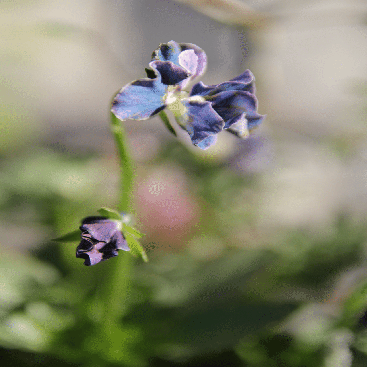 ビオラ買いすぎ問題2024 その⑤⑥ マジックアワー ＆ パスフリ 桂楓園