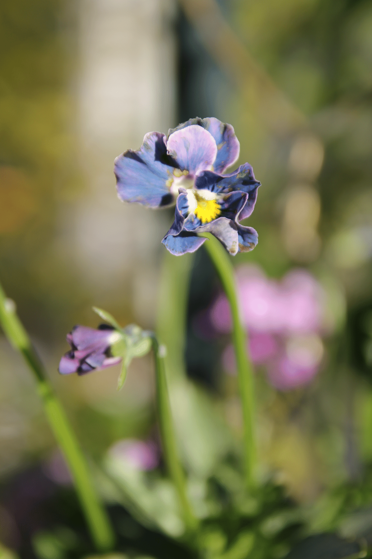 びおら様ご予約品　桂楓園　ブルーパンビオ3苗　マジックアワー　パスフリ　タグ付き ビオラ買いすぎ問題2024 その⑤⑥ マジックアワー ＆ パスフリ 桂楓園