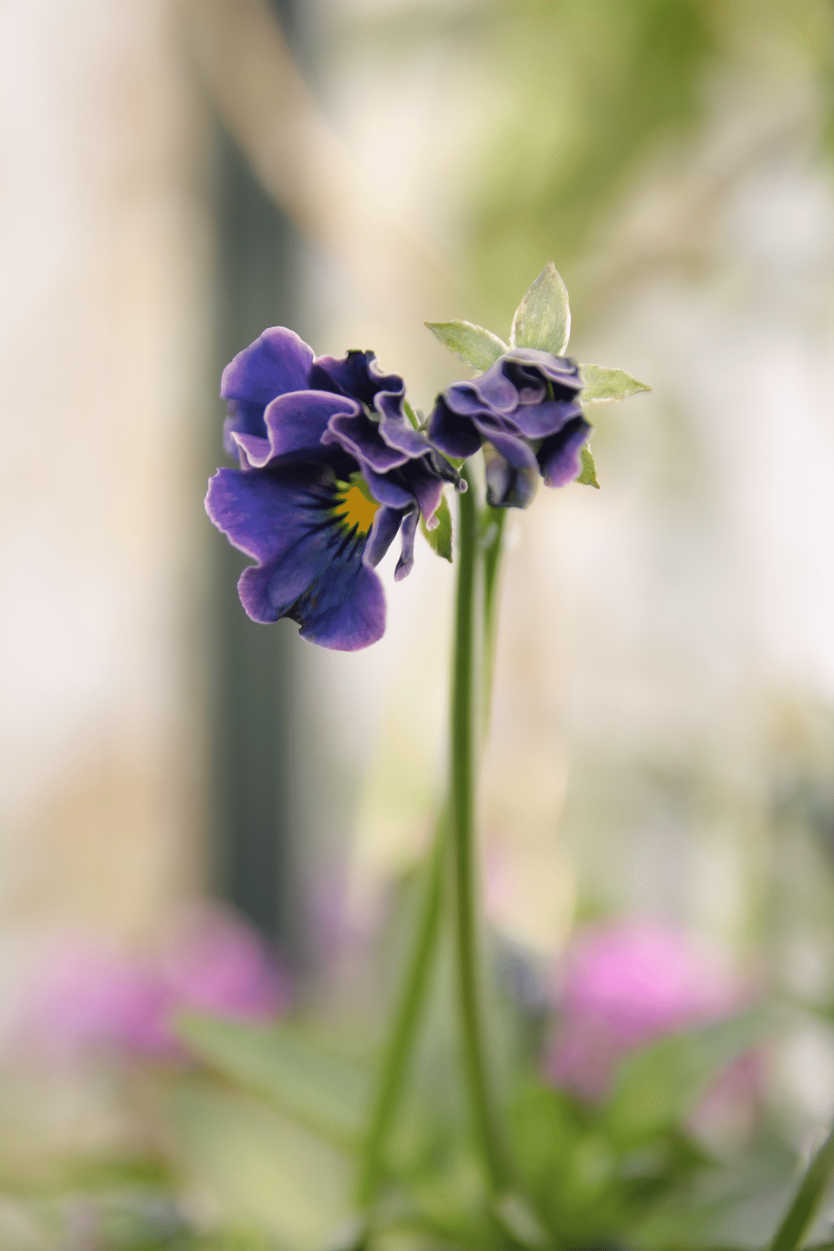 びおら様ご予約品　桂楓園　ブルーパンビオ3苗　マジックアワー　パスフリ　タグ付き びおら様ご予約品 桂楓園 ブルーパンビオ3苗 マジックアワー パスフリ