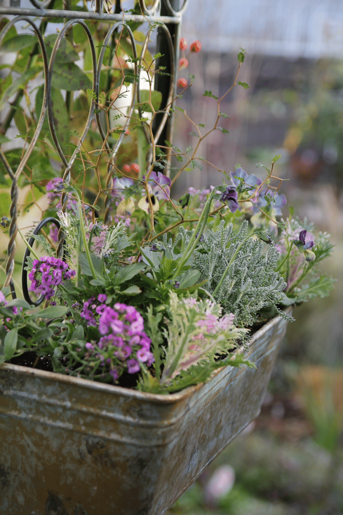 ビオラ買いすぎ問題2024 その⑤⑥ マジックアワー ＆ パスフリ 桂楓園