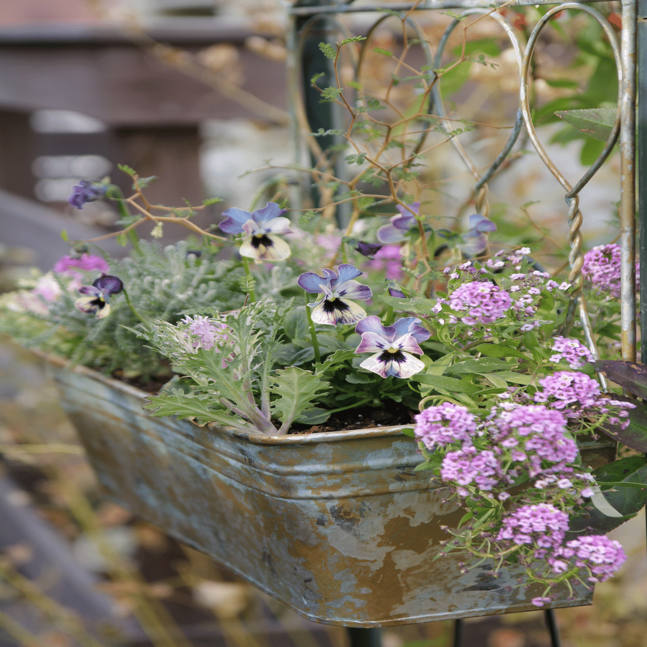 ビオラ買いすぎ問題2024 その⑤⑥ マジックアワー ＆ パスフリ 桂楓園