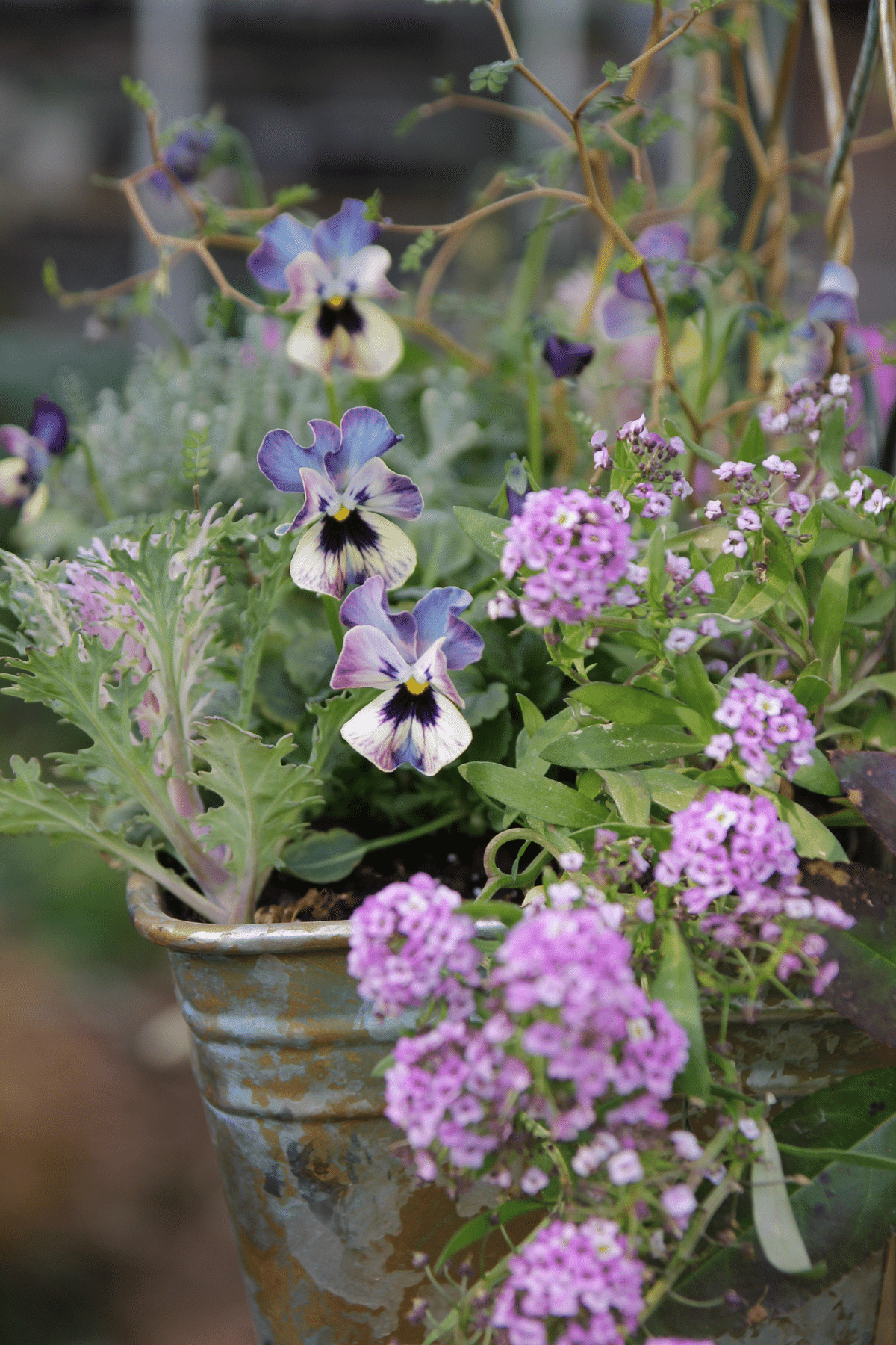 ビオラ買いすぎ問題2024 その⑤⑥ マジックアワー ＆ パスフリ 桂楓園