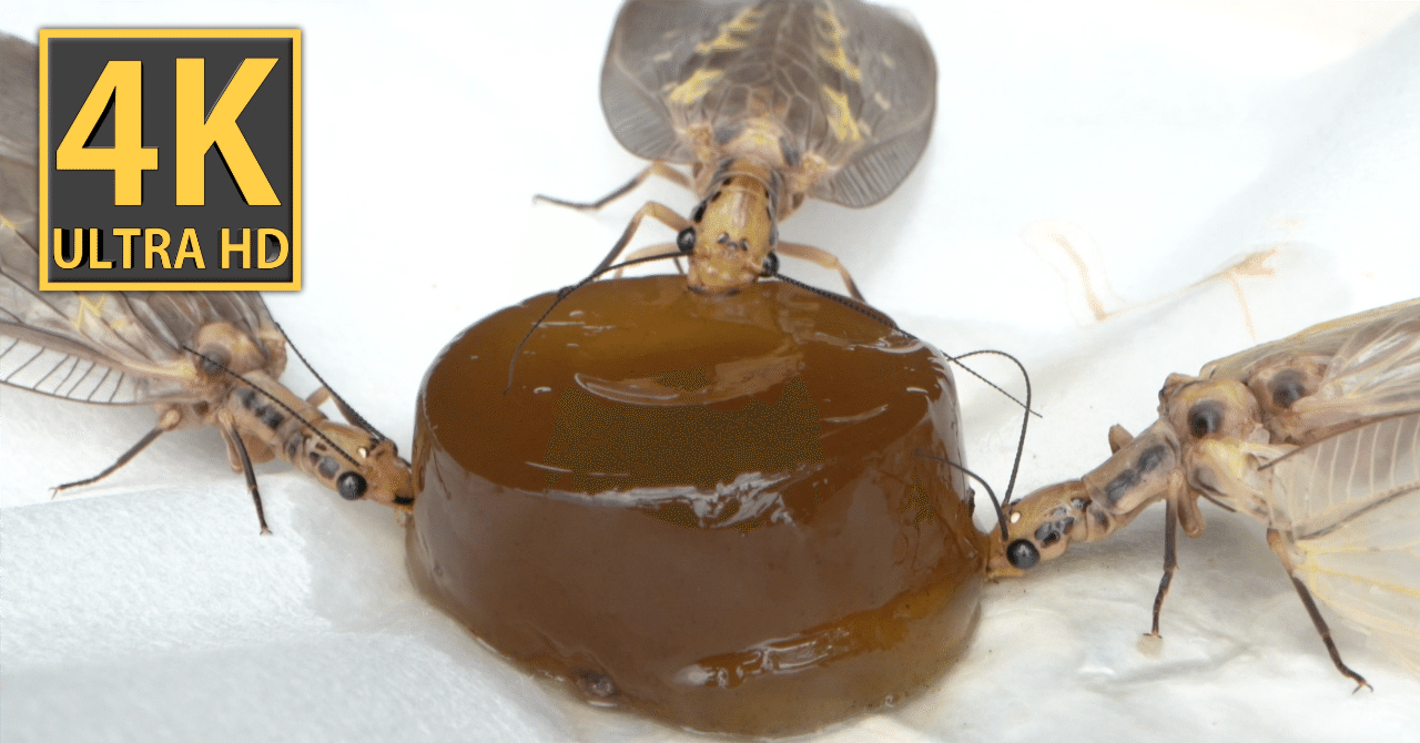 昆虫図鑑】ヘビトンボは幸運を運ぶ虫？「風の谷のナウシカ」に出演？ #昆虫図鑑 #sdgs #虫の音 #asmrsounds #昆虫 #カブトムシ  #insects #bug #トンボ #yt｜『運だぜ！note』発行人 仮面座ラッキー