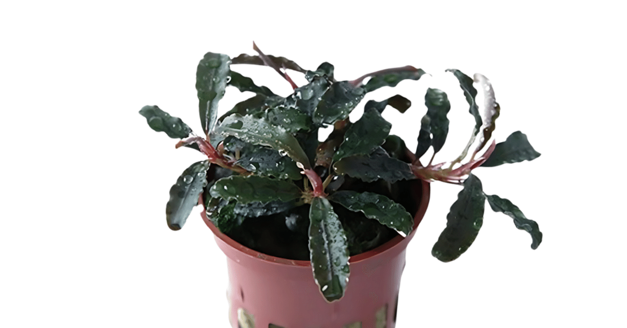 ブセファランドラ クダガン　特大群生株⑦ ブセファランドラ クダガン群生 ブセファランドラ クダガン 群生株⑤