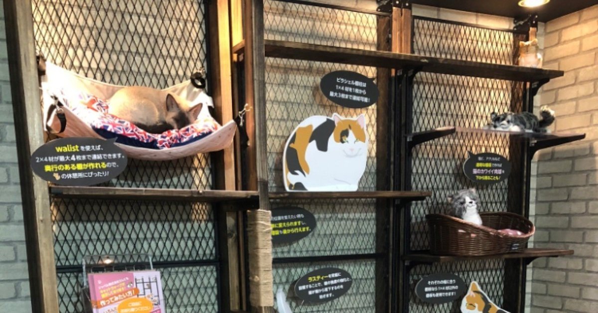 ウォリストでキャットウォーク！｜DIYの道具を売っている人 もりおか