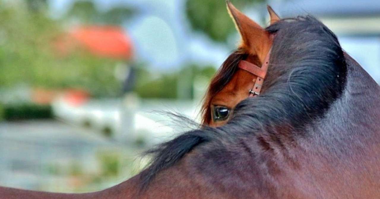 要注意 異なる時期の募集馬を見る視点 一口馬主マスターb Note