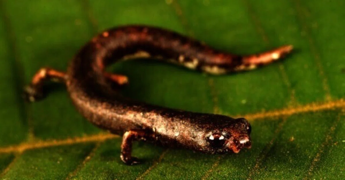 ニュース】27の新種を発見：アマゾンの調査探検で研究者たちが驚き 