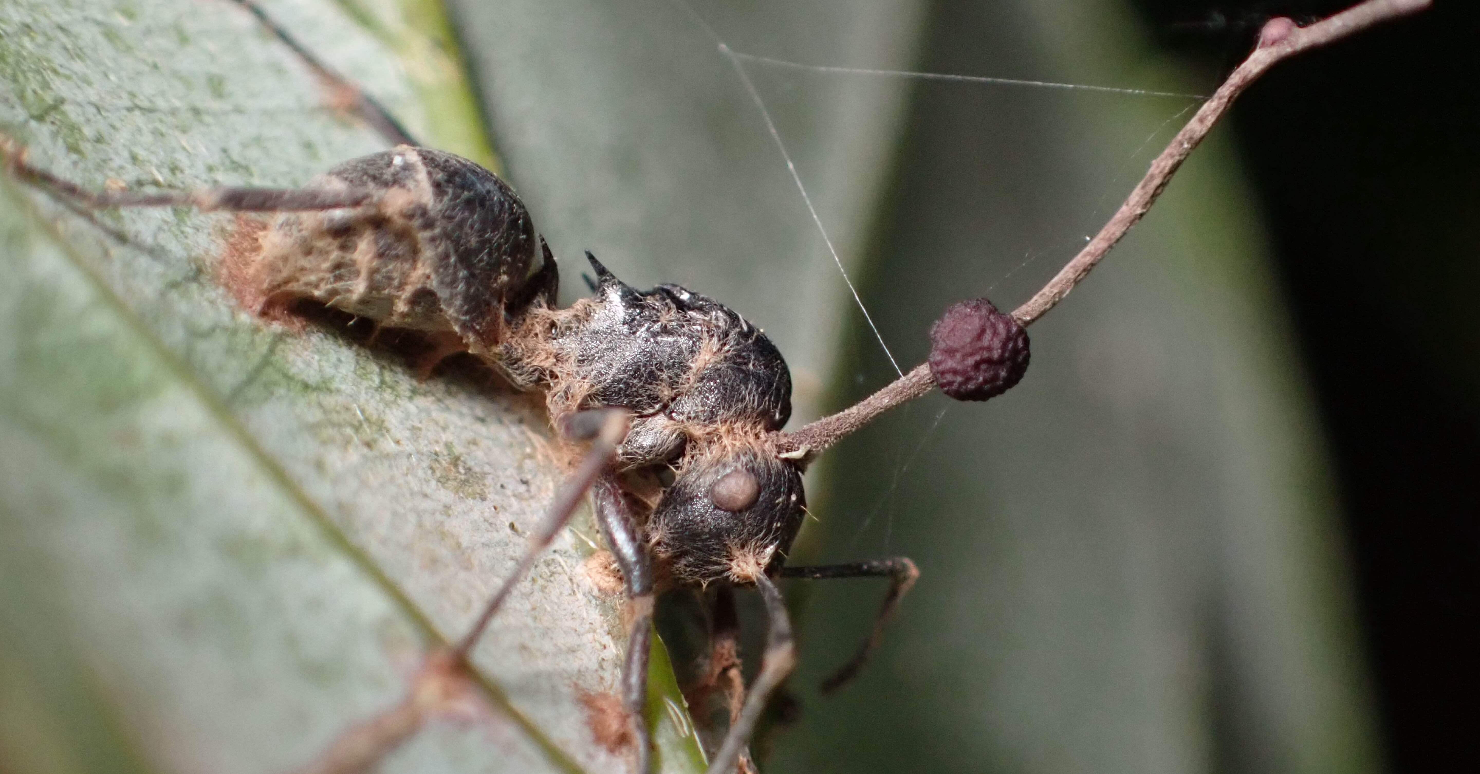 64fb977d47b07cce01201980f7bf82