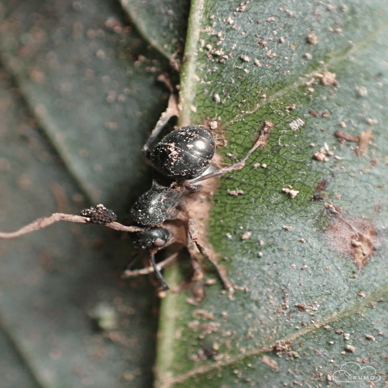 12/22 冬虫夏草・その他自然観察｜くもさん