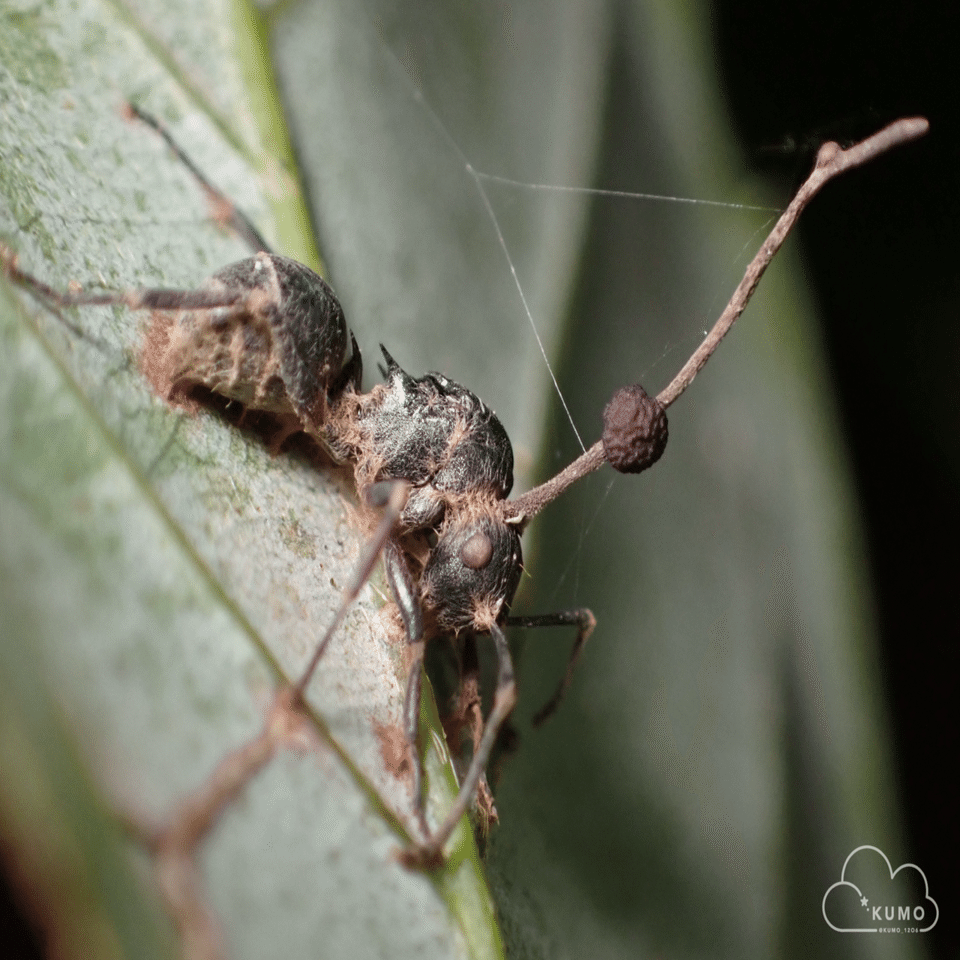 12/22 冬虫夏草・その他自然観察｜くもさん