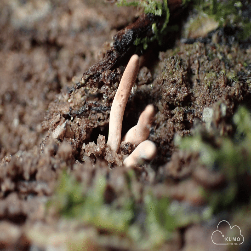 12/22 冬虫夏草・その他自然観察｜くもさん