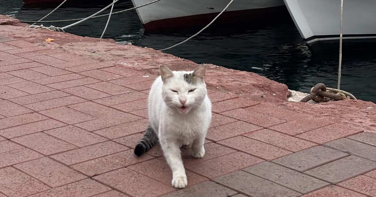 トルコ旅行記#3『イスタンブールの猫島へ』｜放浪太郎