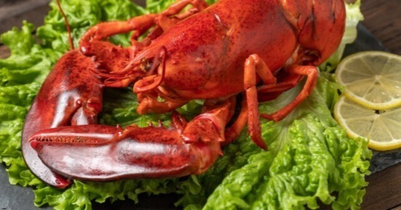 オマール 海老 と ロブスター の 違い
