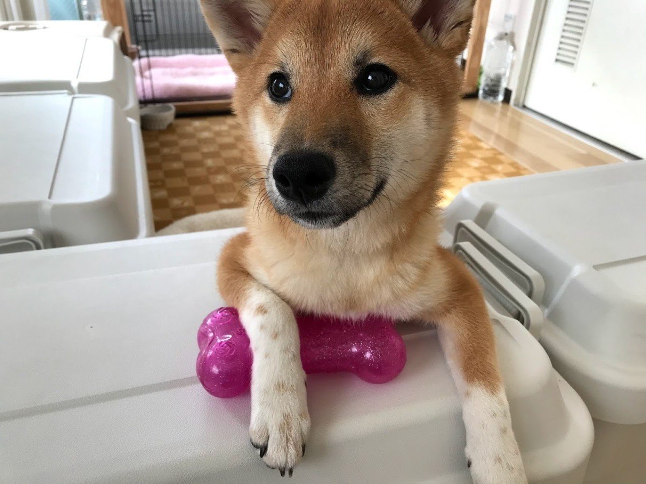 私が生後2ヶ月から始めた 子犬のトイレトレーニング方法 Nogunori Note