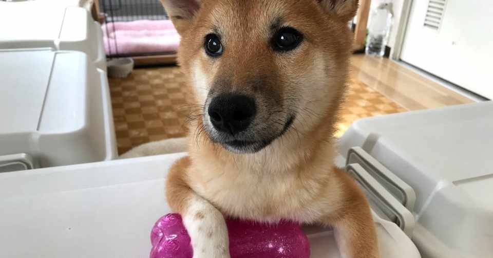 私が生後2ヶ月から始めた 子犬のトイレトレーニング方法 Nogunori Note