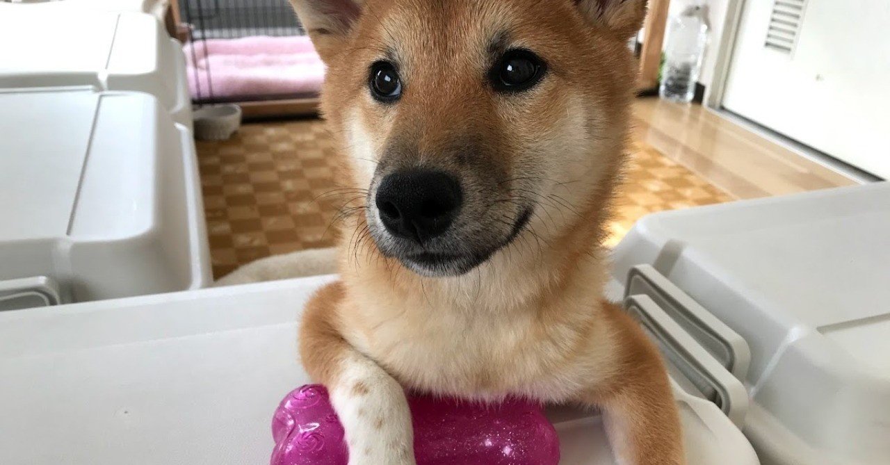私が生後2ヶ月から始めた、子犬のトイレトレーニング方法｜nogunori｜note
