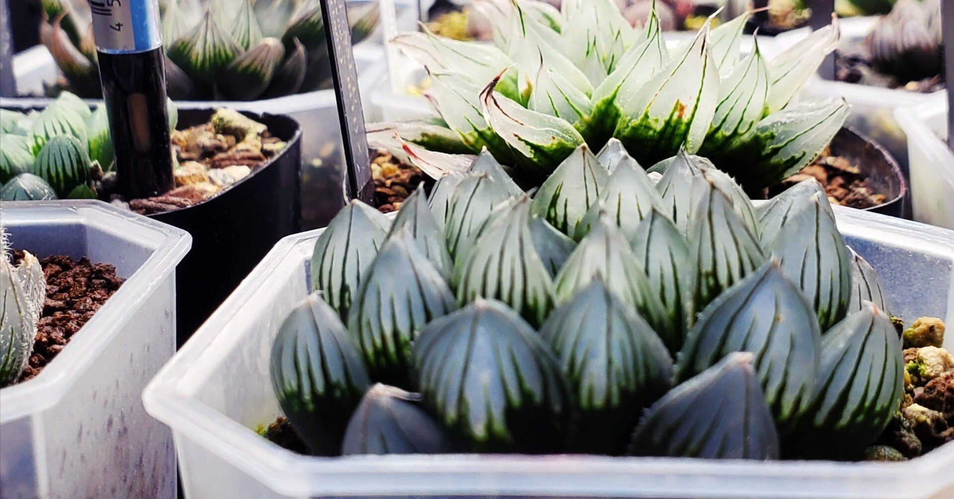 室内で始めるハオルチア 基本編｜BRLias（ばらりあす）