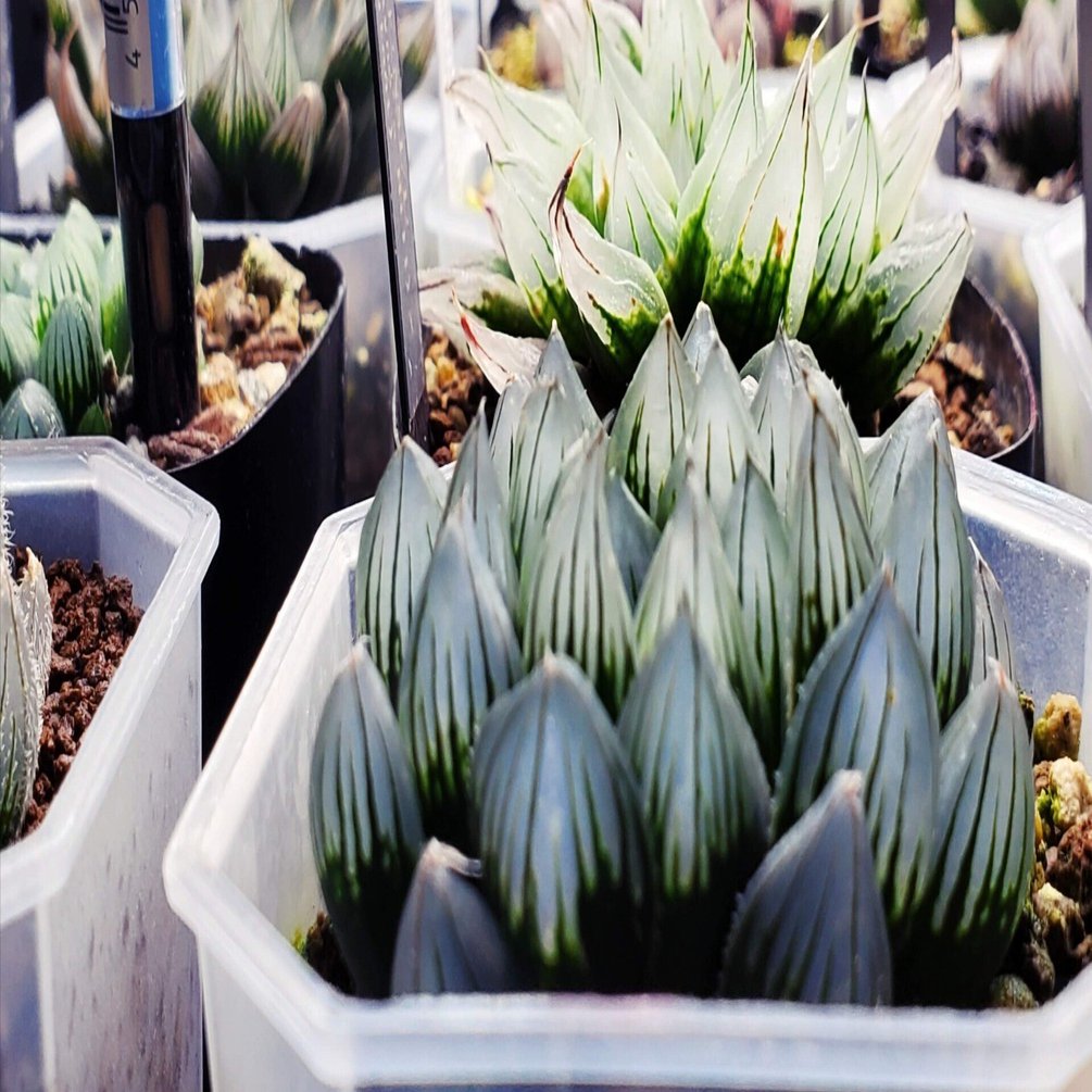 室内で始めるハオルチア 基本編｜BRLias（ばらりあす）