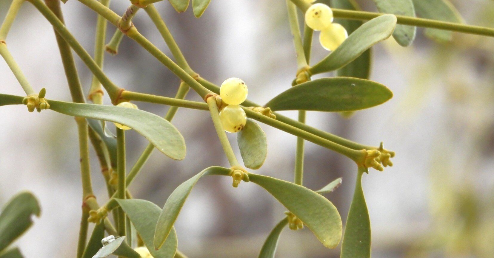 ヤドリギ　親木付き　朱色！ ヤドリギの伝説｜鈴木咲子/ Sakiko Suzuki