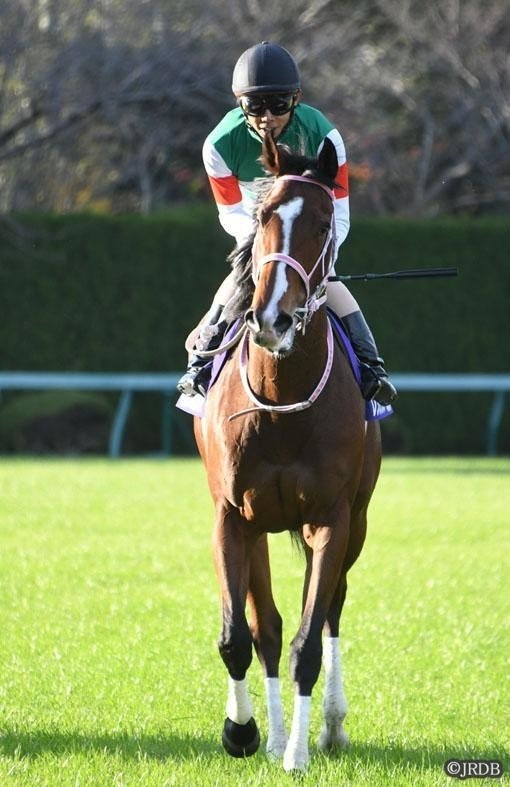競馬　レシステンシア　アイドルホース　阪神ジュベナイルフィリーズ優勝レイ レシステンシア 阪神ジュベナイルフィリーズ優勝レイ付き