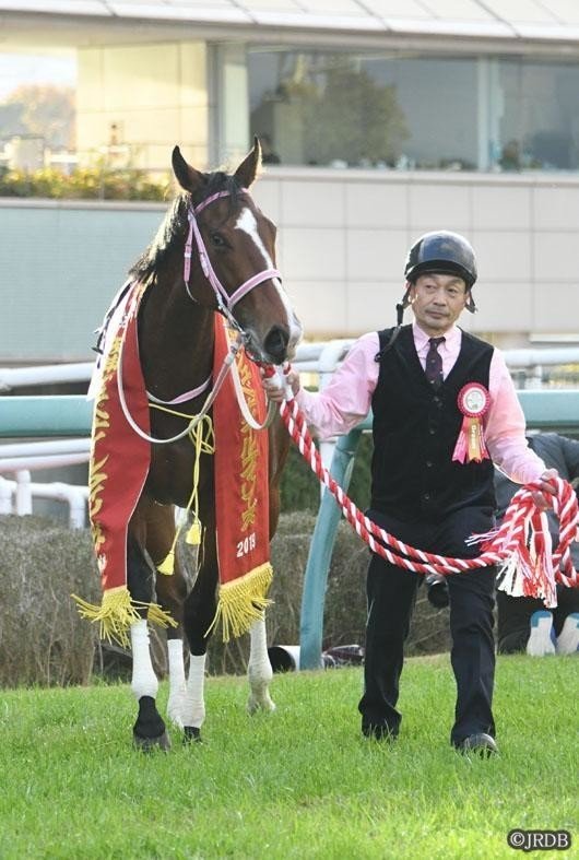 競馬　レシステンシア　アイドルホース　阪神ジュベナイルフィリーズ優勝レイ 競馬 レシステンシア アイドルホース 阪神ジュベナイル