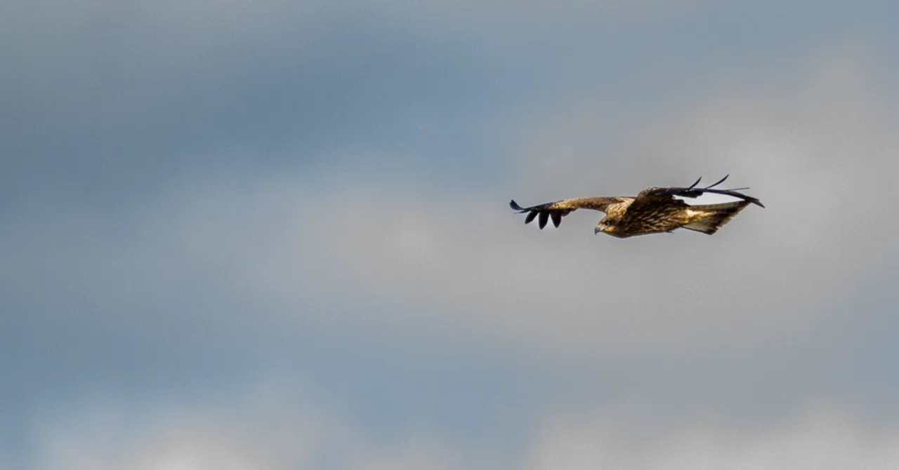color#13】Nikon Z8と撒き餌レンズNIKKOR Z 180-600mm f/5.6-6.3 VRで