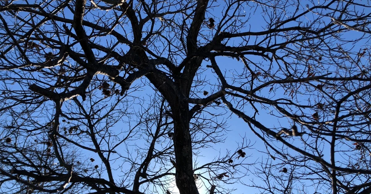 Chestnuts Treee Chestnut Tree|makiko/日々の感性を綴る