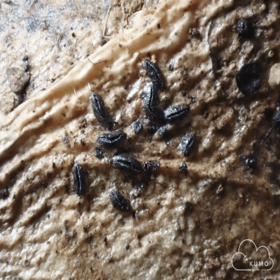 12/22 冬虫夏草・その他自然観察｜くもさん