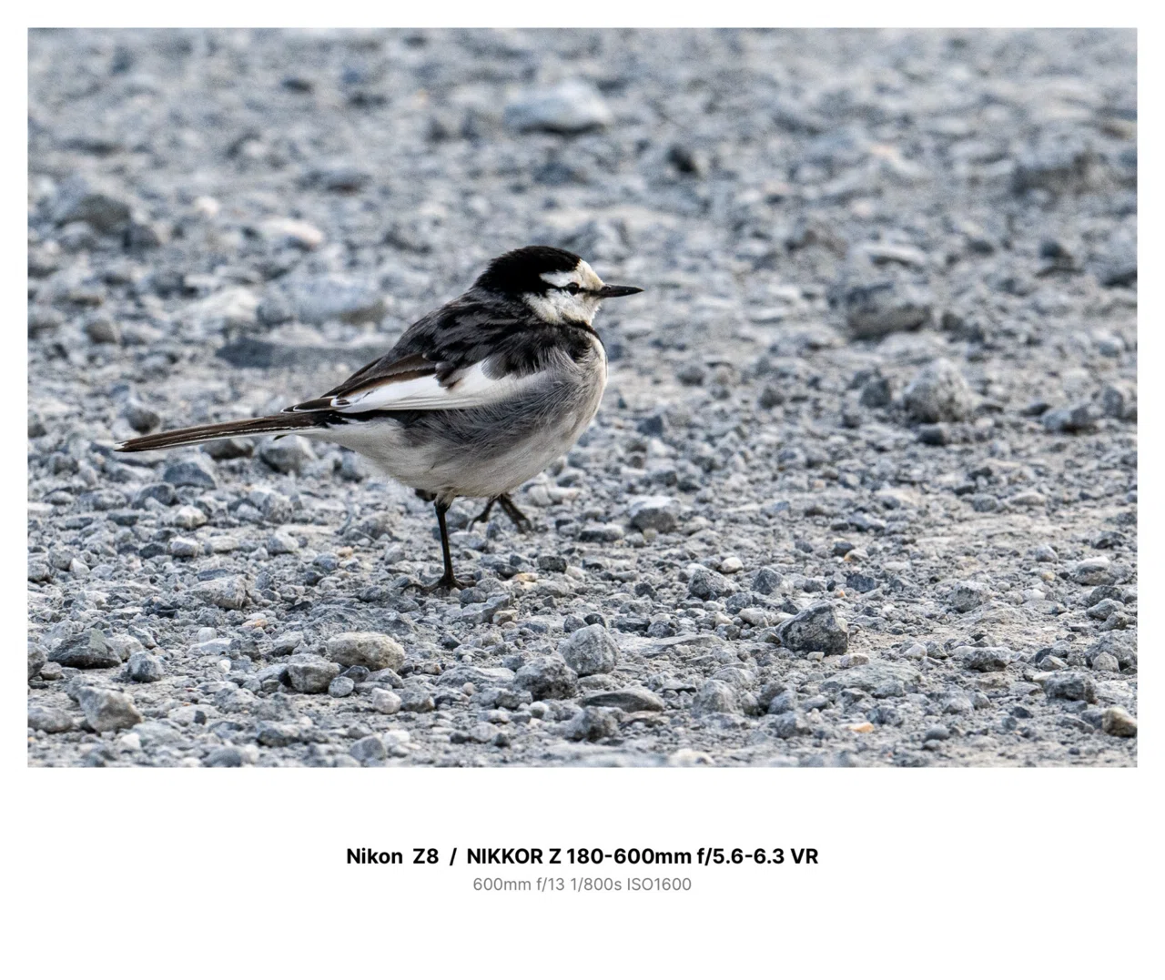 color#13】Nikon Z8と撒き餌レンズNIKKOR Z 180-600mm f/5.6-6.3 VRで