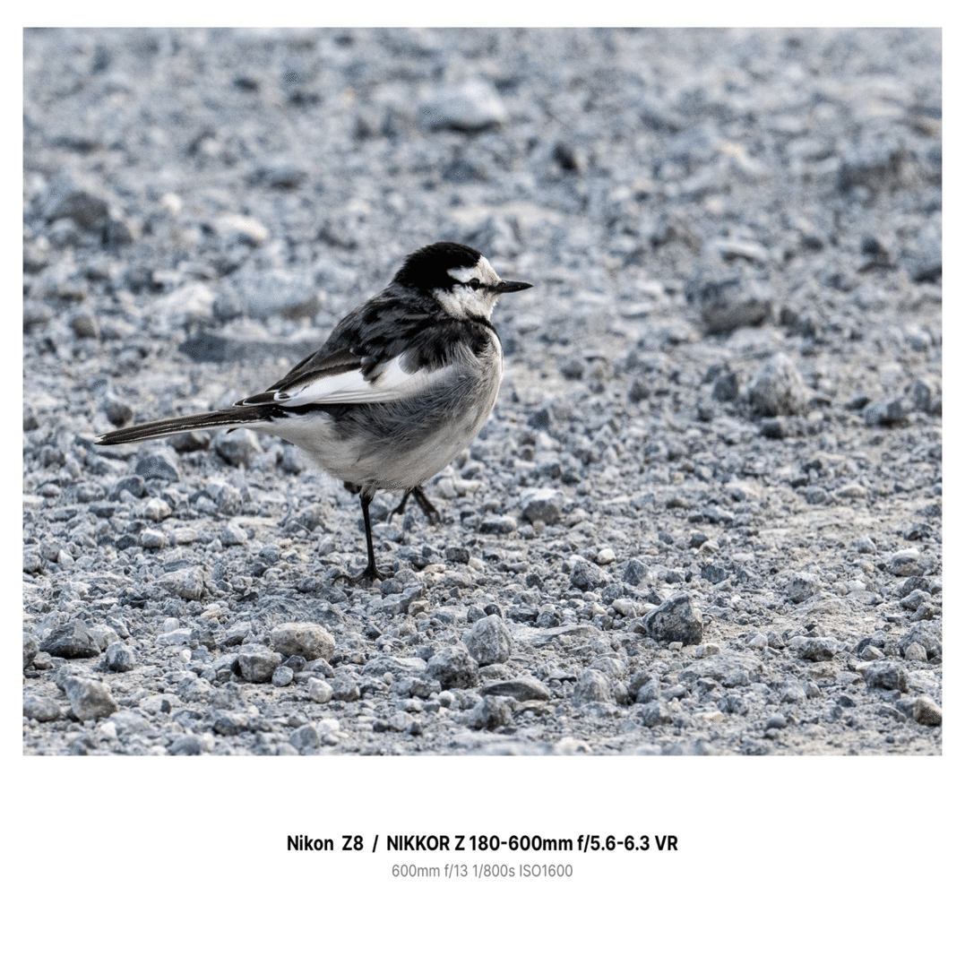 color#13】Nikon Z8と撒き餌レンズNIKKOR Z 180-600mm f/5.6-6.3 VRで