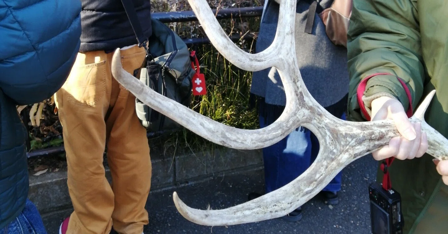 トナカイの角　2匹分 トナカイの角にさわったクリスマスイブ@多摩動物公園｜羊の時刻(荻サカエ)