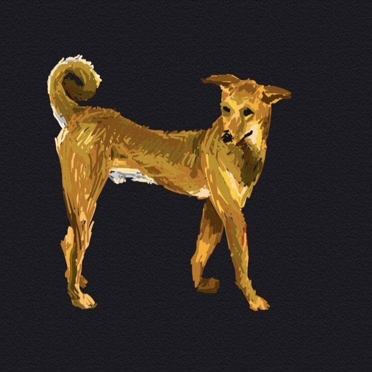 野良犬 いけp Note 野良犬 いけp Note