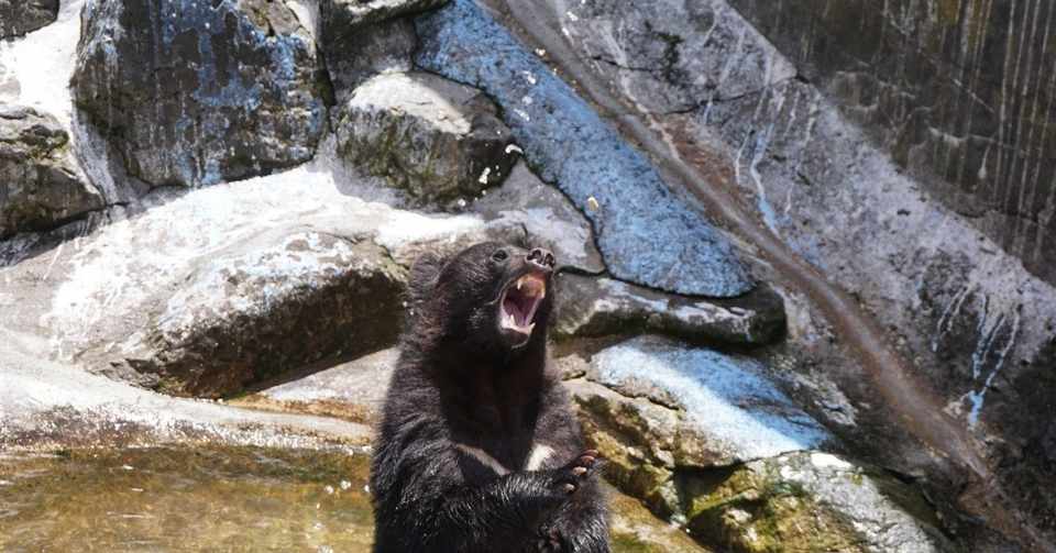 ツキノワグマの食物 おいかわ3 Note