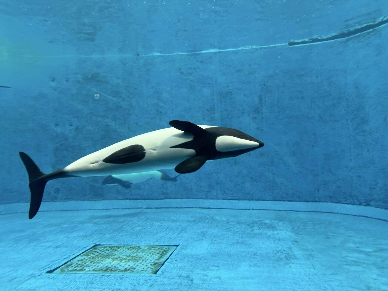 鳥羽水族館 鳥羽水族館 | The KANSAI Guide - The Origin of Japan, KANSAI