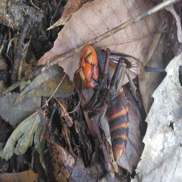 2024年 僕が見つけた冬虫夏草｜けんせい