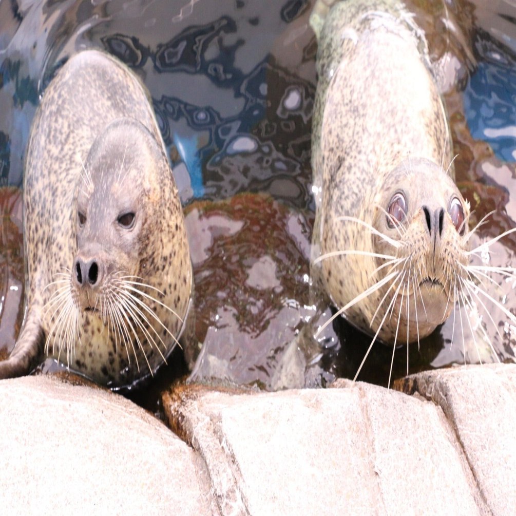 【期間限定出品】 アザラシ 🟩 #ニュータス 公式キャラクター🟩 この子は「あたらしい」を探す