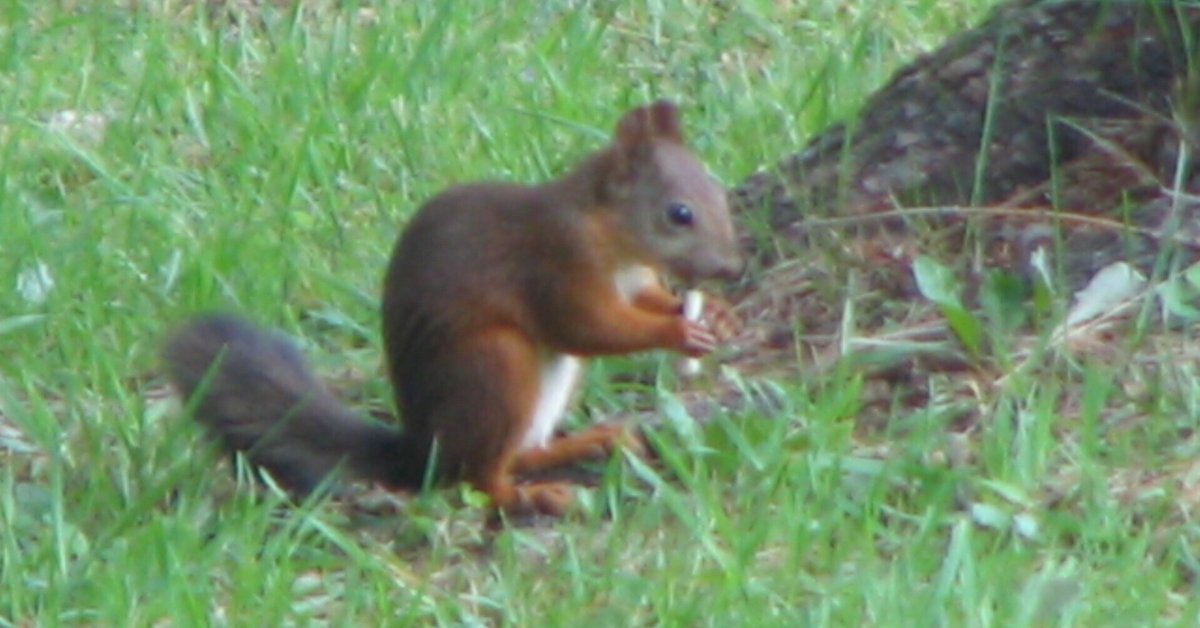 やまね工房 エゾリスの親子