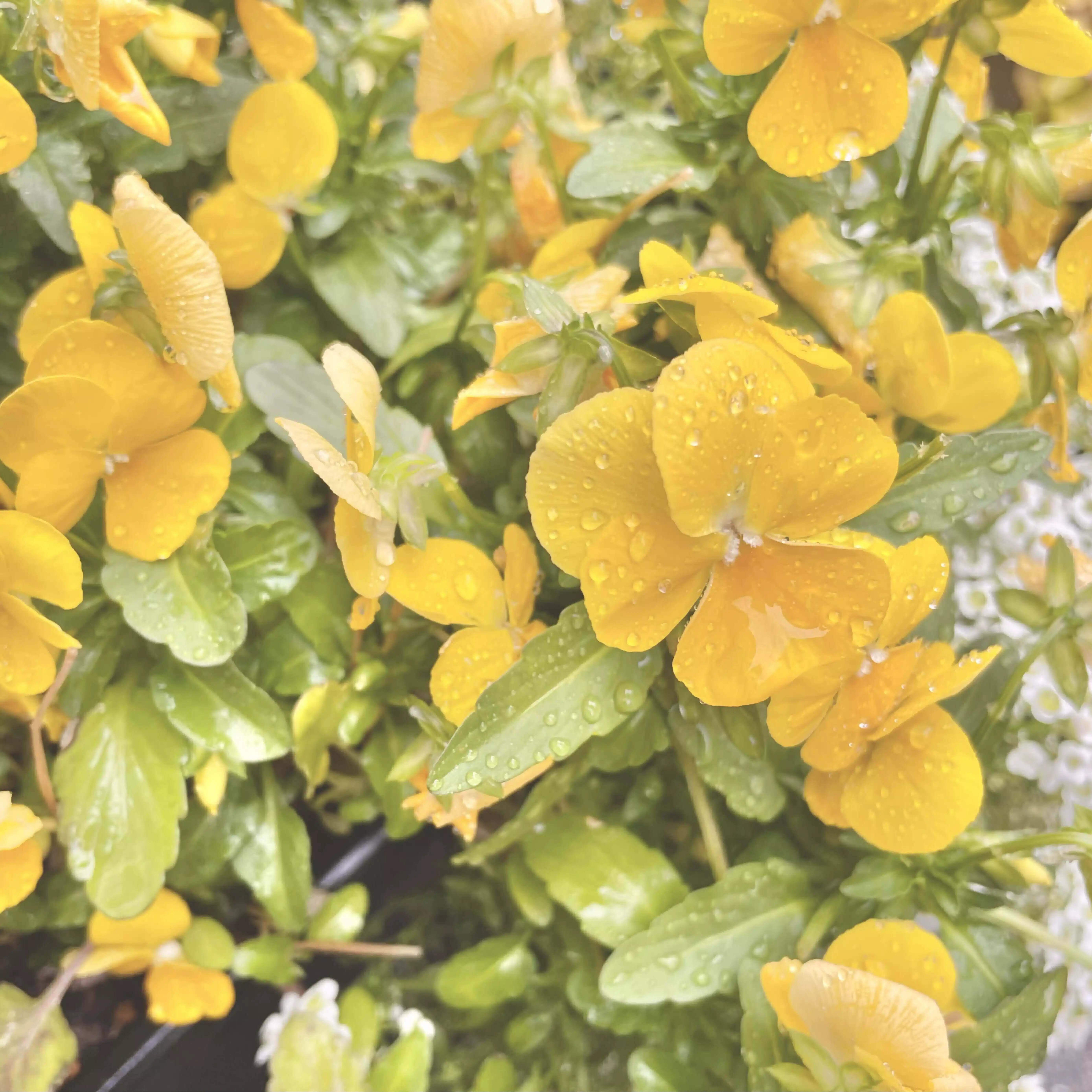 mjuk_aroma_0727