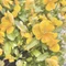 mjuk_aroma_0727