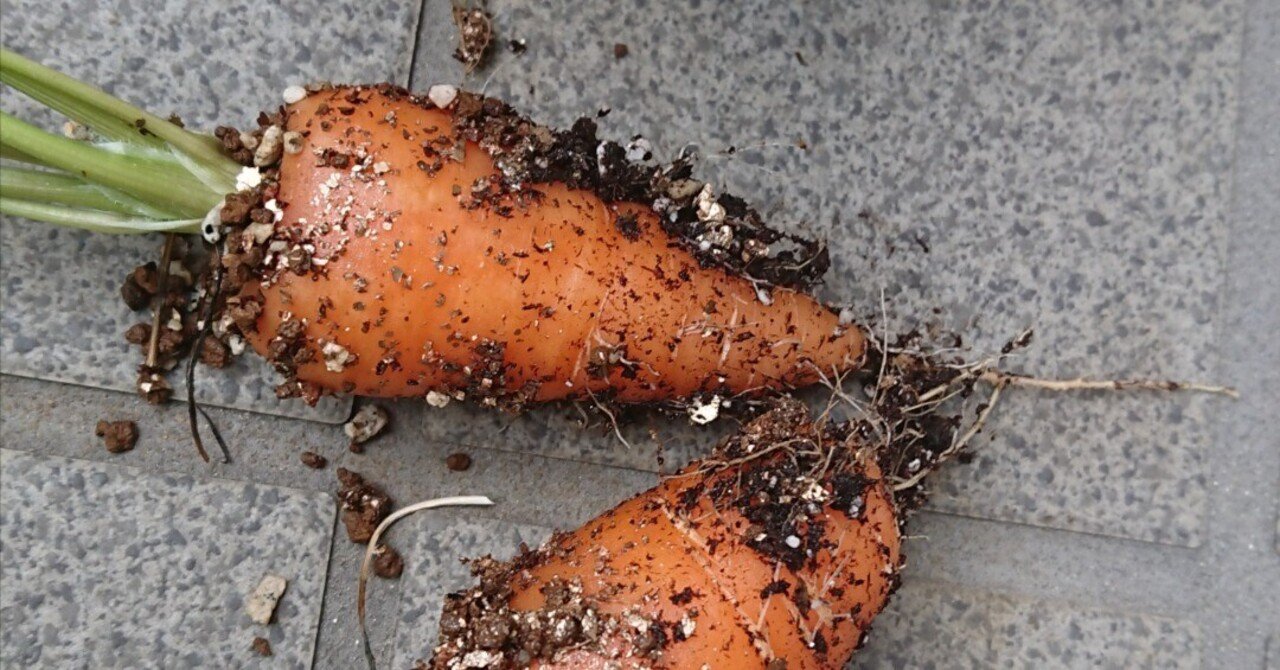 2024-12-25: 2024年のベストバイ・買わなかったモノ｜塀