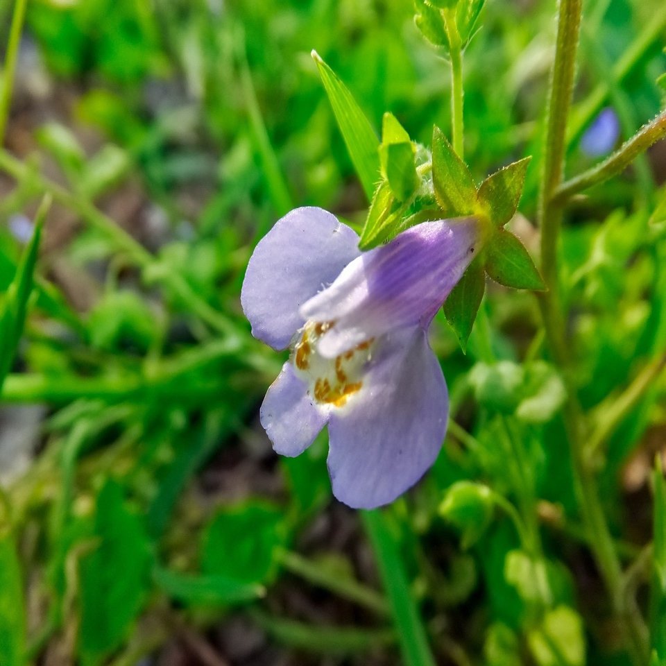 今世最古の記憶と 好きな花 花言葉から自分を占う ゆり葉 引き寄せの法則とhsp Note