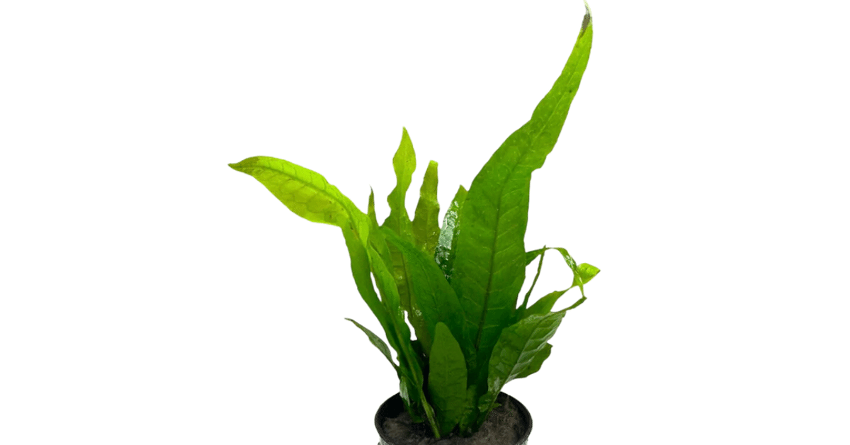 大株 ミクロソリウムsp.パプアニューギニア 流木活着