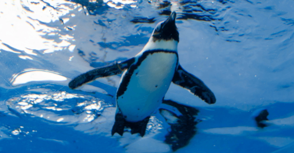 The Lost Universe 古代の巨大水鳥④巨大ペンギン｜美原さつき