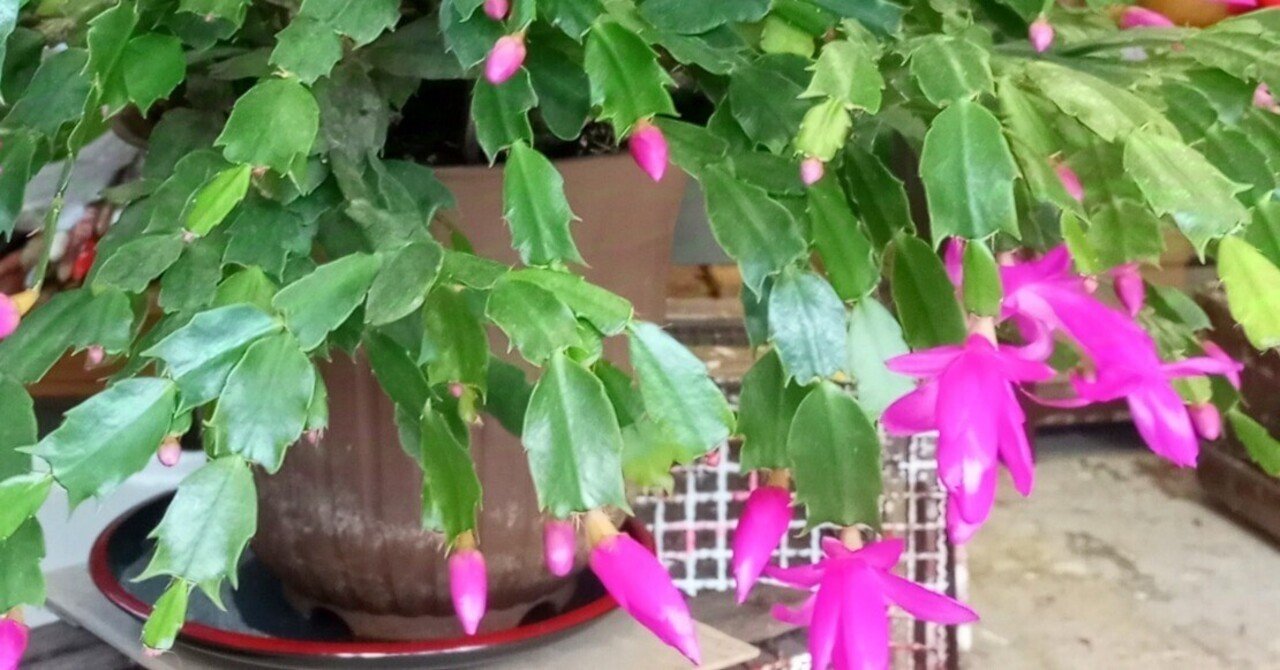 シャコバサボテン 斑入り 4号鉢つき レアな大株❗ シャコバサボテン4号