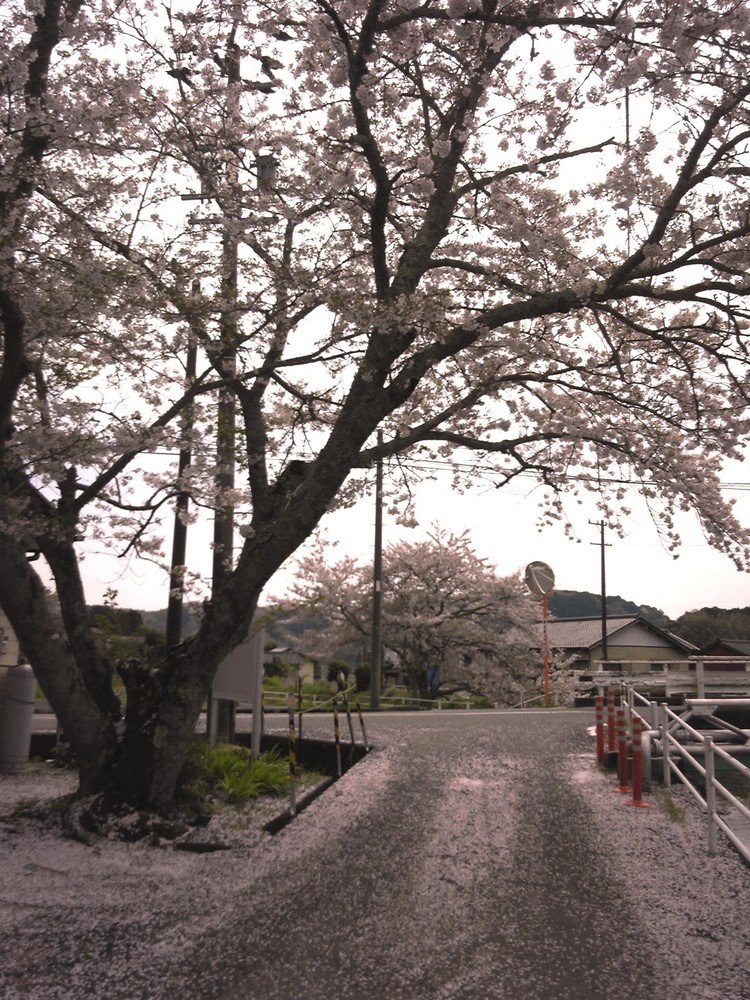 桜は散るために咲く、のか。