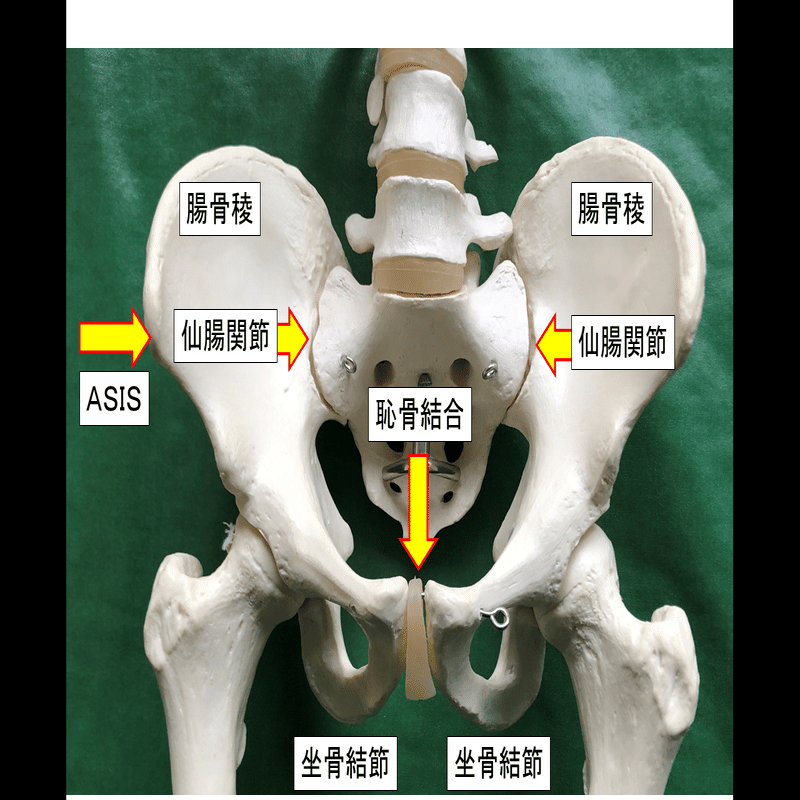 基礎から学ぶ骨盤帯 Lee Note