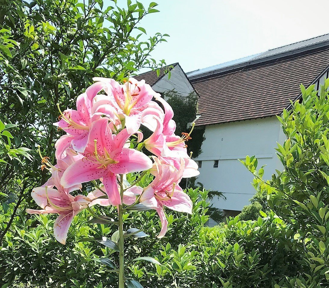 19年に出会えた景色3 一年を振り返る花画像 夏の花編 悠冴紀 小説家 詩人 Note 19年に出会えた景色3 一年を振り返る花画像 夏の花編 悠冴紀 小説家 詩人 Note