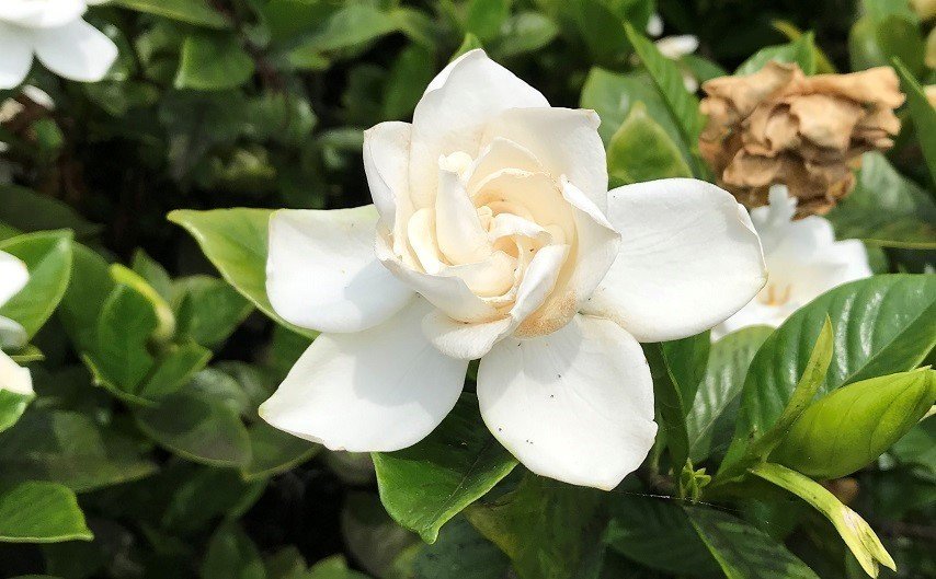 19年に出会えた景色3 一年を振り返る花画像 夏の花編 悠冴紀 小説家 詩人 Note 19年に出会えた景色3 一年を振り返る花画像 夏の花編 悠冴紀 小説家 詩人 Note