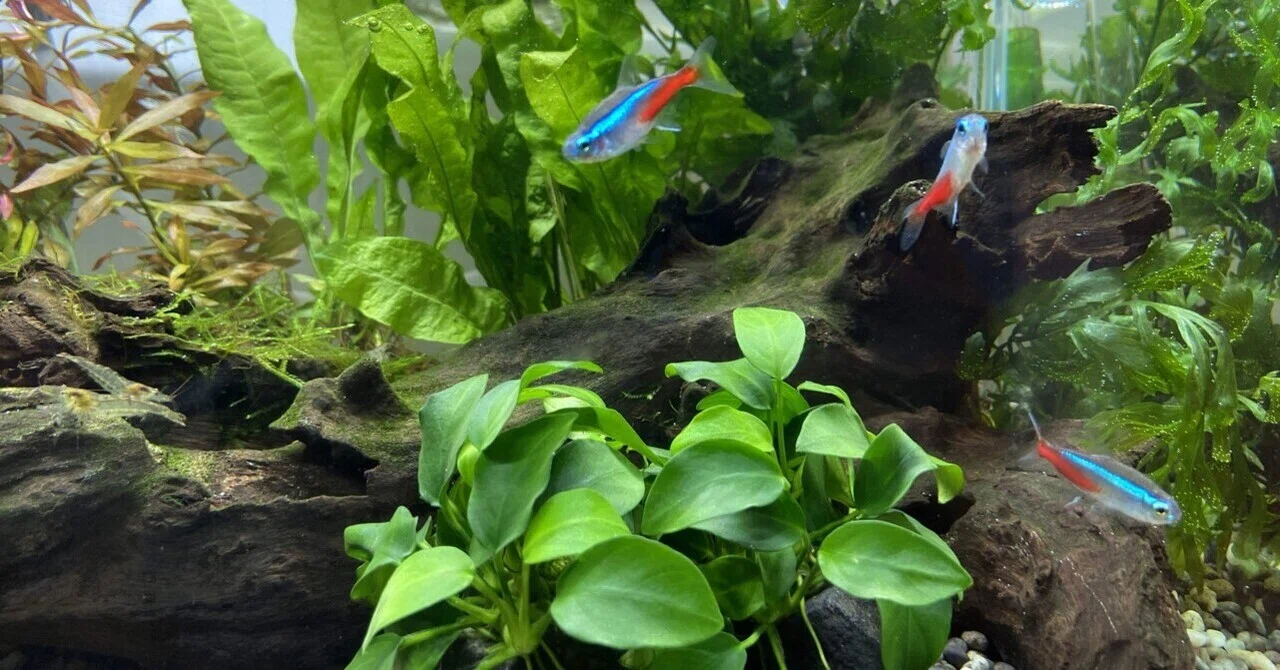 アクアリウム】定期的に魚が消える水槽｜たけのこ@サイドFIRE準備中
